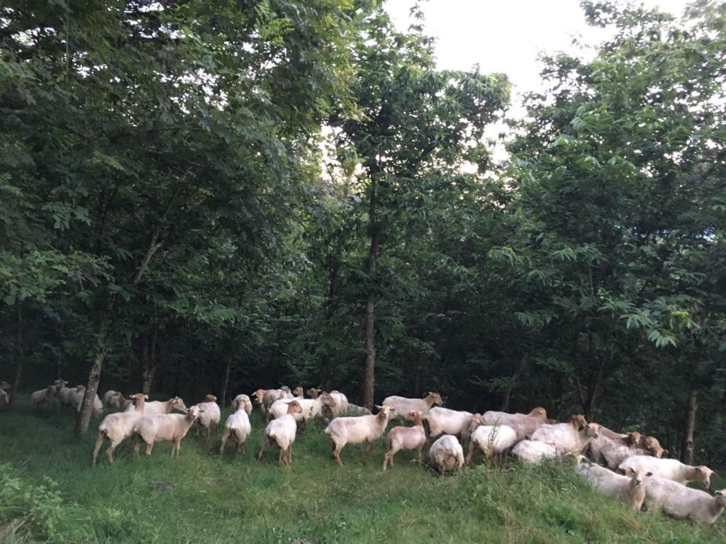 Agroturismo Erlete Goikoa -Estamos En El Camino De Santiago -We Are On The Camino De Santiago Деба Екстериор снимка